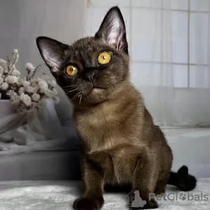 Photo №2 to announcement № 131006 for the sale of burmese cat - buy in Germany 