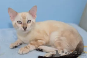 Additional photos: A posh snow-colored Bengal boy as a pet