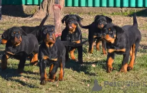 Photo №1. rottweiler - for sale in the city of Werbass | negotiated | Announcement № 83601