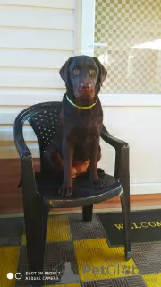 Additional photos: Club puppies of Chocolate Labrador