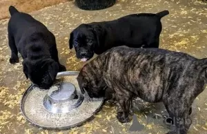 Photo №3. Cane Corso Puppies for Adoption. Germany