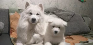 Additional photos: Samoyed Puppies Bear type