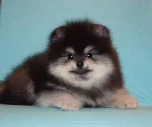 Photo №2 to announcement № 4966 for the sale of pomeranian - buy in Russian Federation from nursery