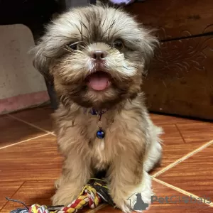 Additional photos: Shih Tzu puppy ready for adoption