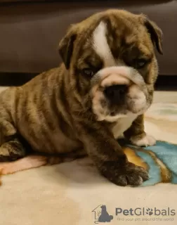 Additional photos: English bulldog boy