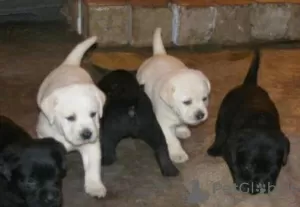 Photo №1. labrador retriever - for sale in the city of Berlin | Is free | Announcement № 126397