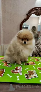 Photo №1. pomeranian - for sale in the city of Karlsruhe | 2200$ | Announcement № 43737