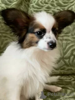 Additional photos: papillon puppies