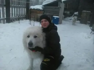 Photo №4. I will sell great pyrenees in the city of Krasnoyarsk. private announcement - price - Negotiated