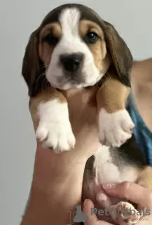 Photo №1. beagle - for sale in the city of Margham | 600$ | Announcement № 111702