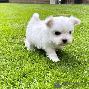 Photo №1. maltese dog - for sale in the city of Paris | 371$ | Announcement № 107562