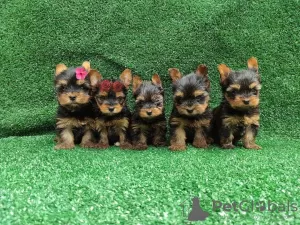 Additional photos: Yorkshire-Terrier-Welpen