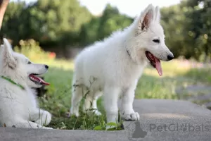 Additional photos: White Swiss Shepherd puppies for sale