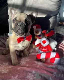 Additional photos: Bruno The French Bulldog