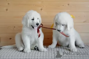 Photo №3. Puppies of breed Slovak Chuvach. Russian Federation