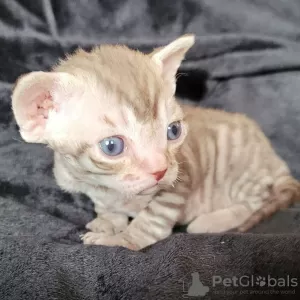 Photo №2 to announcement № 71724 for the sale of devon rex - buy in Australia private announcement, breeder