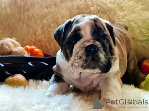 Additional photos: English bulldog babies