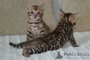 Photo №2 to announcement № 28896 for the sale of bengal cat - buy in Austria private announcement