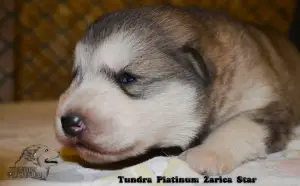 Photo №3. Alaskan Malamute Puppies. Kazakhstan