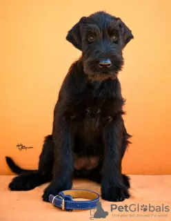 Additional photos: Giant Schnauzer Puppies