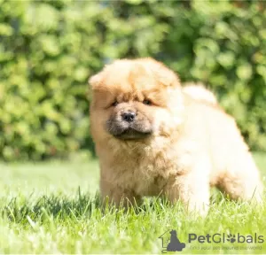 Photo №4. I will sell chow chow in the city of Rapid City.  - price - Is free