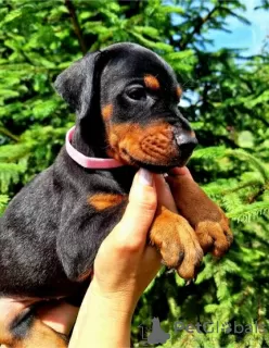 Additional photos: Doberman puppies