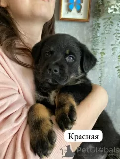 Photo №1. rottweiler - for sale in the city of Kazan | 39$ | Announcement № 97087