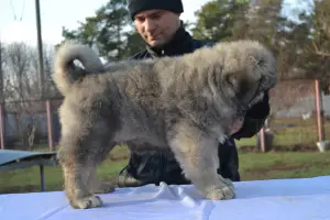 Photo №3. Caucasian Shepherd Puppies. Ukraine