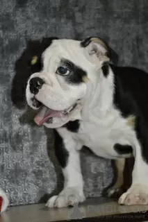 Additional photos: English bulldog puppies