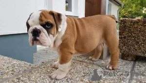 Photo №1. english bulldog - for sale in the city of Берлинген | Is free | Announcement № 103480