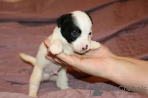 Additional photos: Jack Russell Terrier puppies