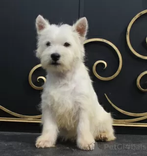 Additional photos: west highland white terrier puppy from Interchampion