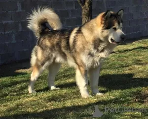 Additional photos: Alaskan Malamute puppies