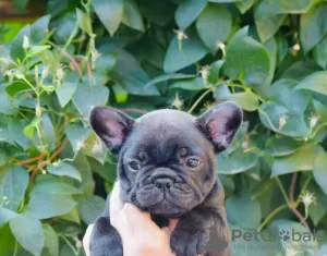 Additional photos: French Bulldog FCI