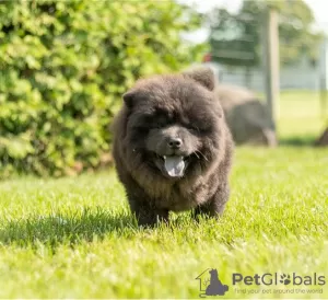 Additional photos: Chow Chow puppies are set for new homes now