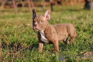 Photo №2 to announcement № 93111 for the sale of american bully - buy in Serbia breeder