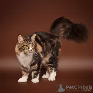 Photo №4. I will sell maine coon in the city of Novosibirsk. from nursery - price - 651$