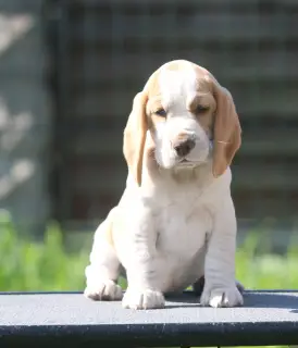 Additional photos: An aristocrat girl looking for a mump. Beagle