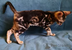 Additional photos: Bengal kittens as pets