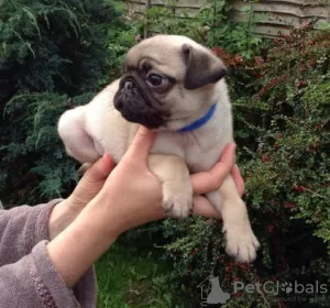 Photo №3. Pug Puppies Now Ready. Australia