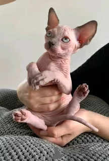 Photo №1. sphynx-katze - for sale in the city of Eindhoven | 475$ | Announcement № 13831