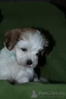 Additional photos: Havanese puppies