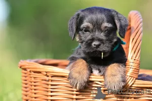 Additional photos: border terrier puppies