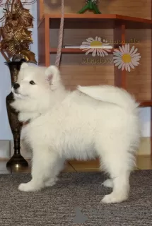 Photo №3. Samoyed Samoyed, FCI- Camomile Meadow. Poland