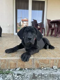 Additional photos: South African Mastiff - Boerboel