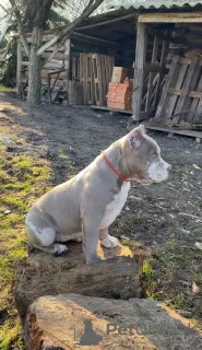 Photo №2 to announcement № 94260 for the sale of american bully - buy in Czech Republic from nursery