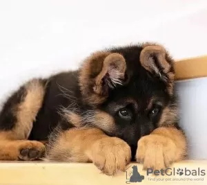 Photo №1. german shepherd - for sale in the city of Vilnius | negotiated | Announcement № 71218