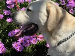 Photo №2 to announcement № 126655 for the sale of labrador retriever - buy in United States breeder