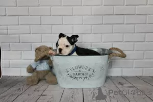 Photo №3. Boston Terrier puppies ready for forever homes. Germany