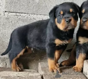 Photo №1. rottweiler - for sale in the city of Lisbon | negotiated | Announcement № 126860